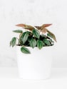 Peperomia 'Napoli Nights'