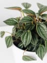 Peperomia 'Napoli Nights'