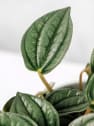 Peperomia 'Napoli Nights'