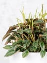 Peperomia 'Napoli Nights'