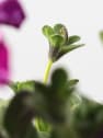 Petunia 'Magic Sky'
