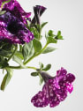 Petunia 'Magic Sky'