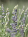 Lavandula angustifolia 'Elegance Blue' - Planta aromática