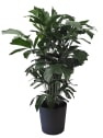 Areca Caryota mitis
