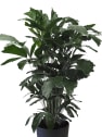 Areca Caryota mitis