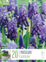 Bulbos de Muscari latifolium