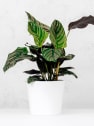 Calathea ornata 'Sanderiana'