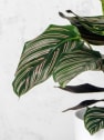 Calathea ornata 'Sanderiana'