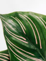 Calathea ornata 'Sanderiana'