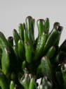 Crassula ovata 'Hobbit'