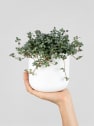 Pilea glauca
