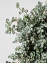 Pilea glauca