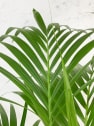 Kentia (howea forsteriana)