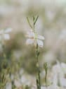 Gaura (Oenothera lindheimeri)