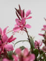 Gaura (Oenothera lindheimeri)