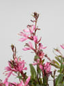 Gaura (Oenothera lindheimeri)