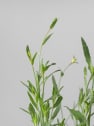 Gaura (Oenothera lindheimeri)