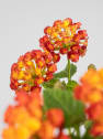Lantana camara