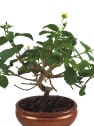 Bonsai Bandera española (Lantana camara)