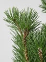 Pinus mugo (Pino enano)
