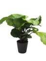 Calathea orbifolia