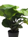 Calathea orbifolia