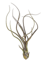 Tillandsia pseudobaileyi