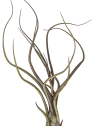 Tillandsia pseudobaileyi
