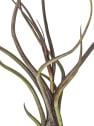 Tillandsia pseudobaileyi