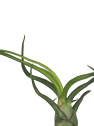 Tillandsia bulbosa
