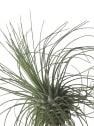 Tillandsia fuchsii f. gracilis