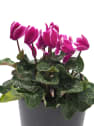 Cyclamen flameado