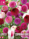 Bulbos de Dahlia pompon Lovely Combinations rosa y morado
