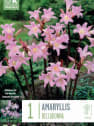 Bulbos de Amaryllis belladonna