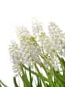 Muscari aucheri 'White Magic'