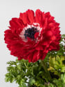 Anemone coronaria (Anémona de flor)