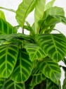 Calathea zebrina