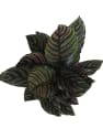 Calathea ornata 'Sanderiana'