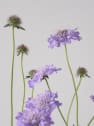 Scabiosa