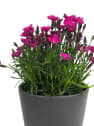 Dianthus caryophyllus 'Olé' - Clavel