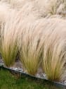 Gramínea Stipa tenuissima 'Pony Tails'