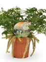 Helecho  Davallia maviesii (Pata de conejo)