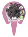 Albahaca purpura - Planta aromática