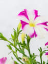 Petunia 'Milliflora'