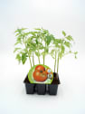 Tomate Ensalada Híbrido - Pack de 6 plantas de huerto