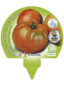 Tomate Ensalada Híbrido - Pack de 6 plantas de huerto