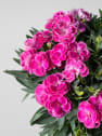 Dianthus 'Peman'® - Clavel