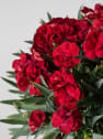 Dianthus 'Peman'® - Clavel