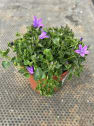 Campanula portenschlagiana