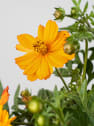 Cosmos sulphureus